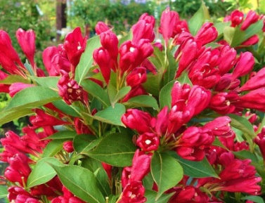 WEIGELA "EVA RATHKE", K2,5