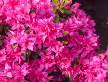 AZALEA JAPONICA "MELINA", K2,5