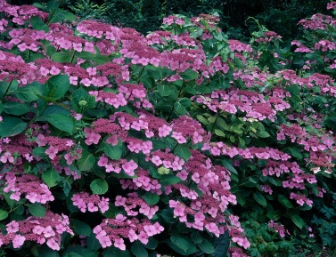 HYDRANGEA SERRATA "KOREANA", K2,5