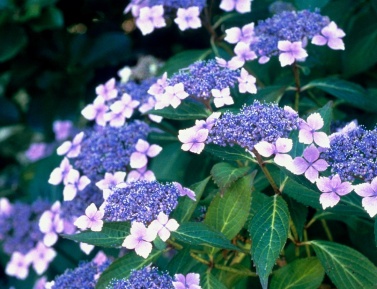 HYDRANGEA "BLUE BIRD", K2,5