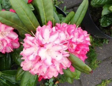 RHODODENDRON "ANTJE", C4