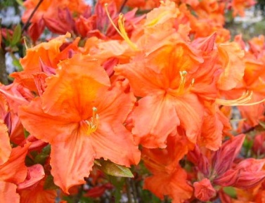 AZALEA "BAKARAT", C4