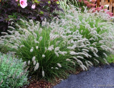 PENISSETUM ALOPECUROIDES "HAMELN", C2