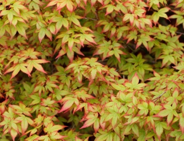 ACER PALMATUM "LITTLE PRINCESS", K2,5