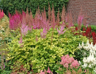 ASTILBE "COLOR FLASH LIME", C2