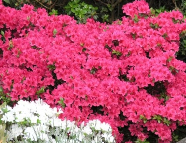 AZALEA JAPONICA "KERMESINA", C2