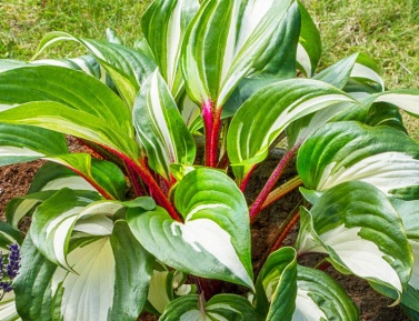 HOSTA "RASPBERRY SUNDAE", C2