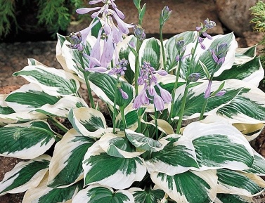 HOSTA "PATRIOT", C2