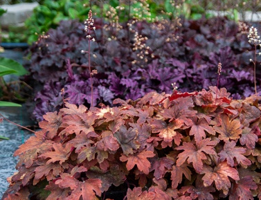 HEUCHERELLA "SWEET TEA", C2