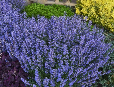 NEPETA PURRSIAN BLUE