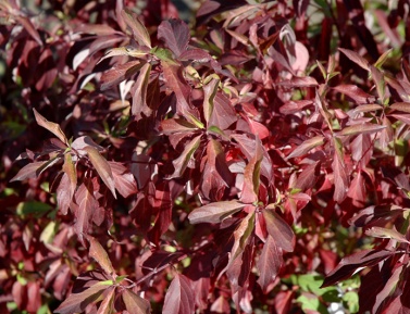 CORNUS ALBA "RED GNOME", C2