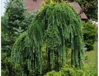 LARIX DECIDUA "PENDULA", C5