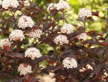 PHYSOCARPUS OPULIFOLIUS "DIABLE DOR MINDIA", C2