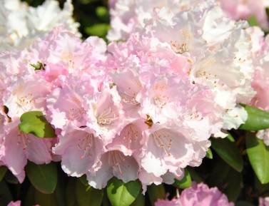 RHODODENDRON "SILBERWOLKE", C5