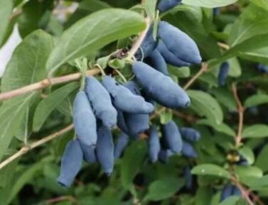 BLUE BANANA ®
