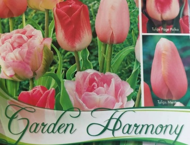Kolekcia PINK TULIPS