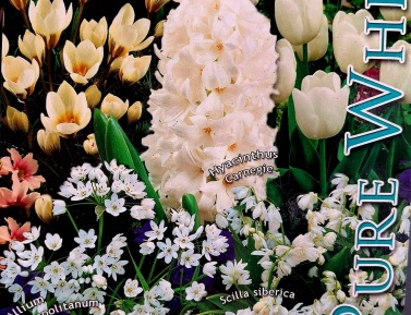 Kolekcia PURE WHITE