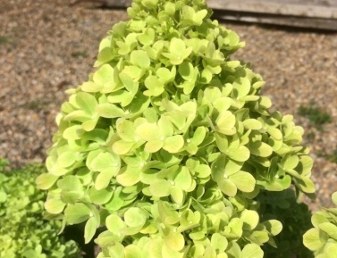 HYDRANGEA MOJITO, C2