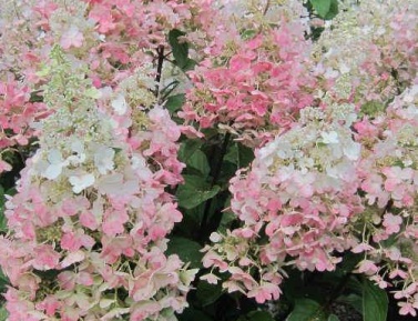 HYDRANGEA CANDELIGHT, C2