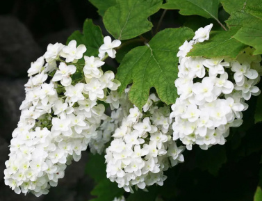 HYDRANGEA SNOWFLAKE C2