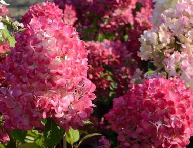 HYDRANGEA DIAMANT ROUGE, C2