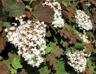 HYDRANGEA BLACK PORCH, C2