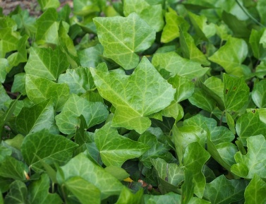 HEDERA HELIX, BIALISTOK