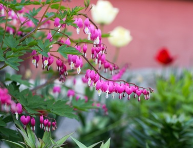 DICENTRA PINK