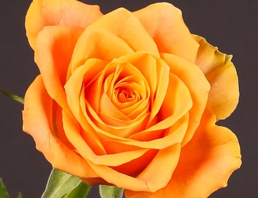 ROSA "ARANCIO", kont.