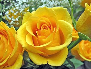ROSA "GIALLO VIVO", kont.