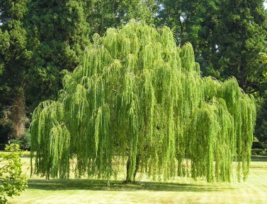 SALIX BABYLONICA, K24