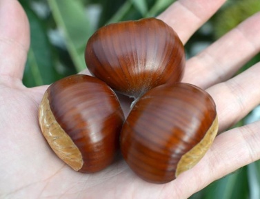 BOUCHE DE BETIZAC, kont. small