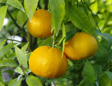 Citrus deliciosa "PATERNO"