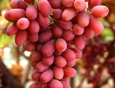 CRIMSON SEEDLESS, kont.