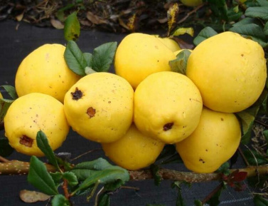 TAMARA (Ch. x californica), kont.