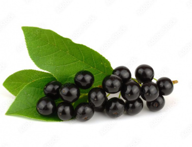 ČREMCHA OBYČAJNÁ (P. padus), kont.