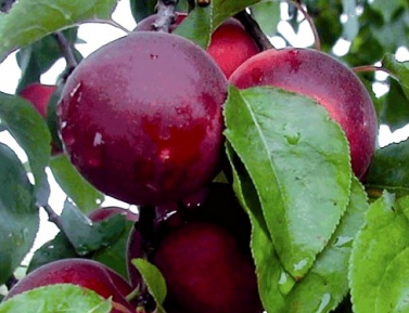 CHERRYCOSE, kont.