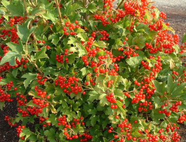 KALINA OBYČAJNÁ "PARK HARVEST" (Viburnum opulus), kont. 3,6 l