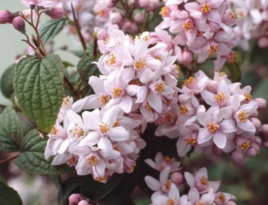 DEUTZIA "MONT ROSE", C2
