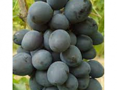 PAMJATI NEBESKOJ SOTNI, kont.