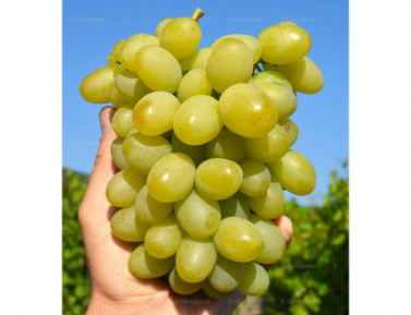 TAJNA MONARCHA, kont.