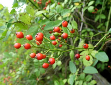 RUŽA MNOHOKVETÁ (R. multiflora), kont.