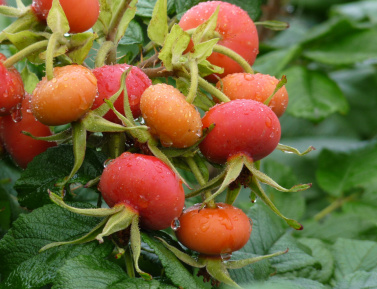 SCHNEEKOPPE (R. rugosa), kont.