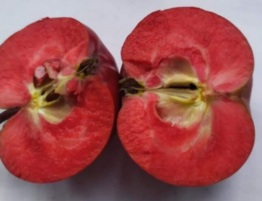 ROTERGARDETELER, kont.