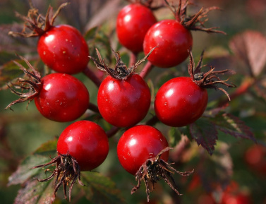 Rosa nitida TOPOLINA, kont.