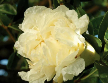 Punica granatum "HAKU BOTAN", kont.