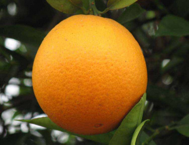 Citrus sinensis "THOMSON"