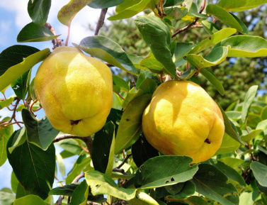 KANSENKO (Cydonia oblonga), kont.