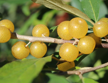 AMBER (Eleagnus umbellata), kont.