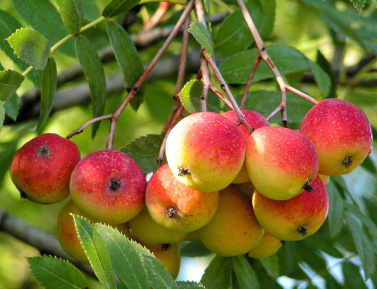 OSKORUŠA - ker (Sorbus domestica)